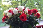 Kwiaty dla Inki w Parku Jordana w 69  rocznicę komunistycznego mordu Kraków, 28 sierpnia 2015 r. (zdjęcia – Józef Wieczorek) Odsłony: 14