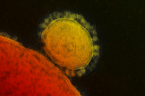 https://www.the-scientist.com/news-opinion/lab-made-coronavirus-triggers-debate-34502?archived_content=9BmGYHLCH6vLGNdd9YzYFAqV8S3Xw3L5
