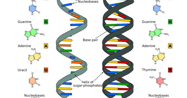 W poprzednim „ewolucyjnym” tekście “Od drzewa przez busz do sadu” zapowiadałem, że coś napiszę o „świecie RNA”. Dla tych co nie czytali lub już nie pamiętają, krótko przypominam i wyjaśniam […]