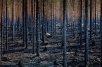 Nowe badanie przeprowadzone przez University of East Anglia, którego wyniki opublikowano w maju, wykazało, że w 2025r. powierzchnia spalonych gruntów była o 16% niższa od średniej, pomimo że znane są [&hellip;]