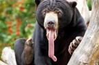 Kanadyjska policja odkryła plantację marihuany pilnowaną przez 13 niedźwiedzi, psa, wietnamską świnkę i szopa pracza…