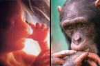 Uchwalone przez hiszpański parlament prawo zakazuje eksperymentów i aborcji na małpach człekokształtnych. Oznacza to, że te ssaki są bardziej chronione przez państwo niż nienarodzone dzieci. Z punktu widzenia zdrowego rozsądku […]